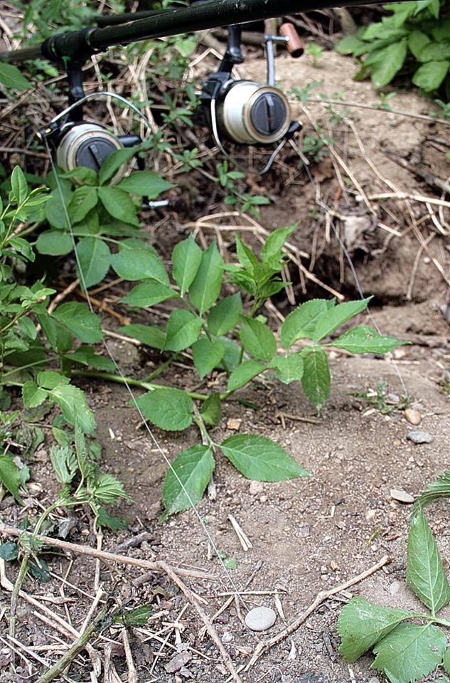 pescuitul+natura - 13772705106241323636271513865715n.jpg